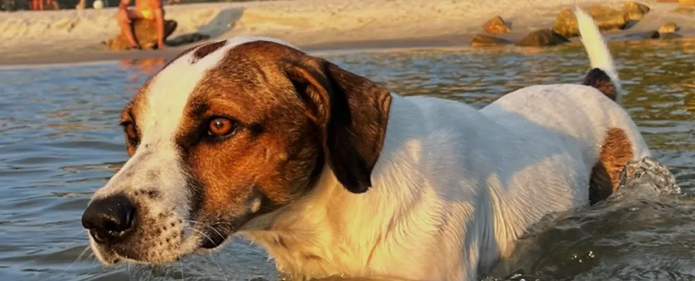 Cachorro na água da praia no fim de tarde